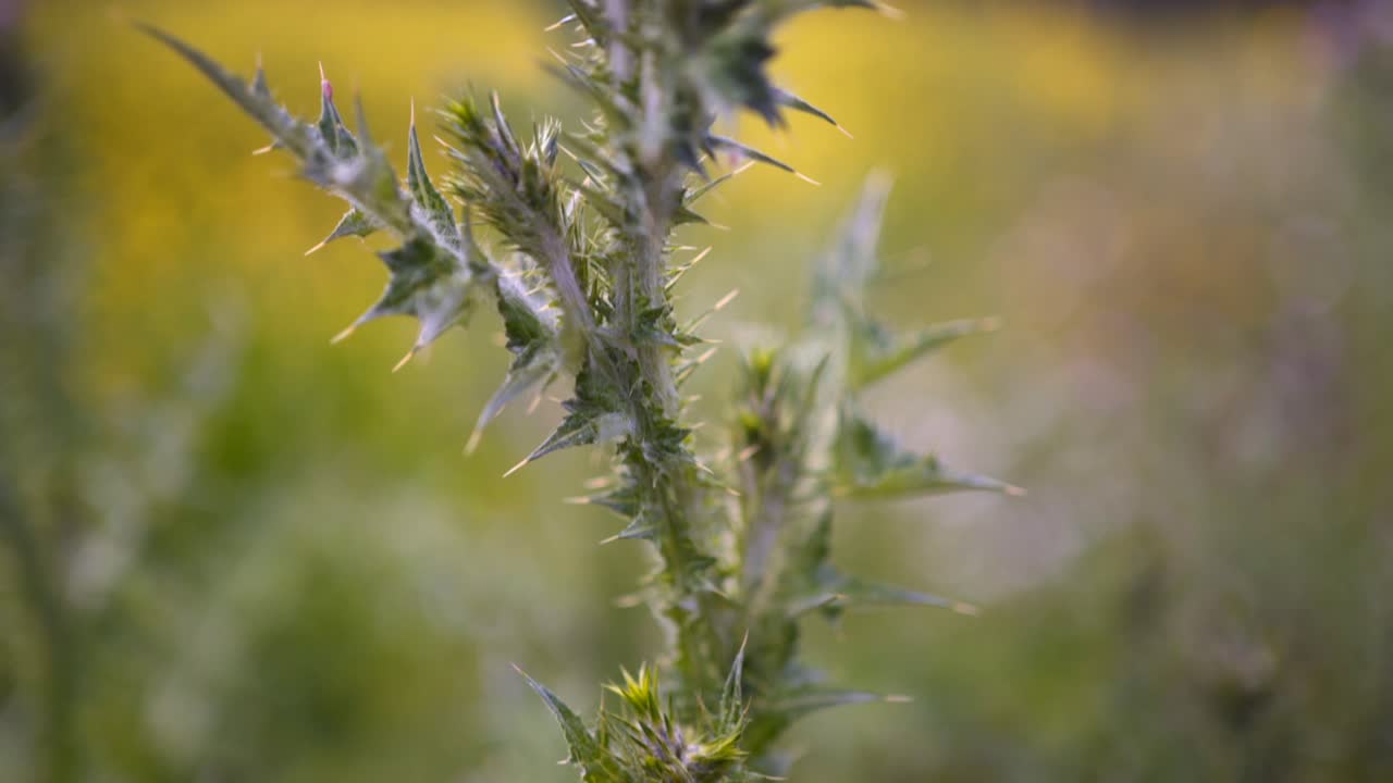 Cardus marianus or St. Mary's thistle (Silybum marianum) on a background of fuzzy greens. Pedestal close up shallow depth of field shot 4K