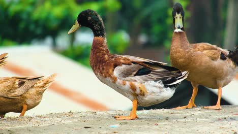 mallard ducks walk on the surface of the ground, and native ducks in bangladesh and india