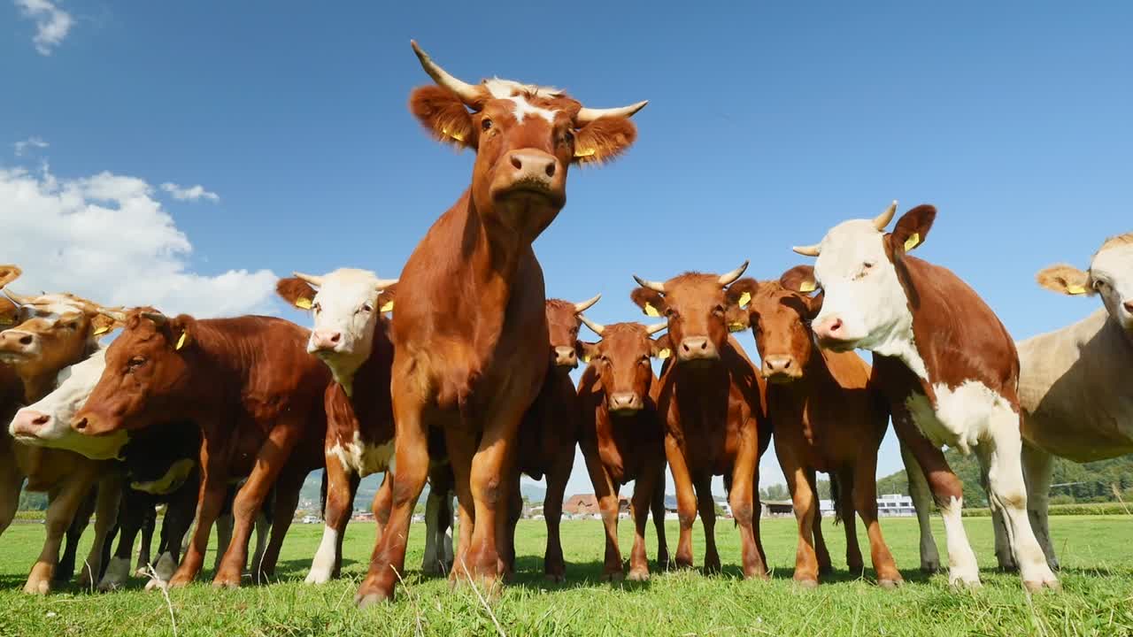 mandria di mucche in piedi davanti alla telecamera in una bella giornata di sole