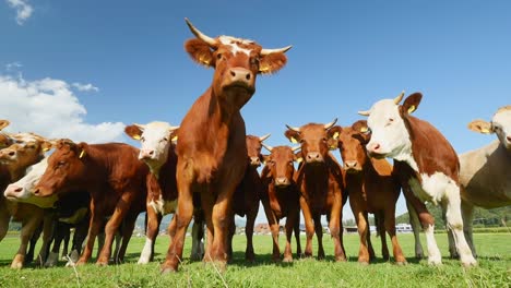 cow-herd-standing-in-front-of-camera-on-a-beautiful-sunny-day