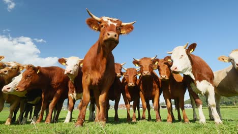 rebaño de vacas parado frente a la cámara en un hermoso día soleado