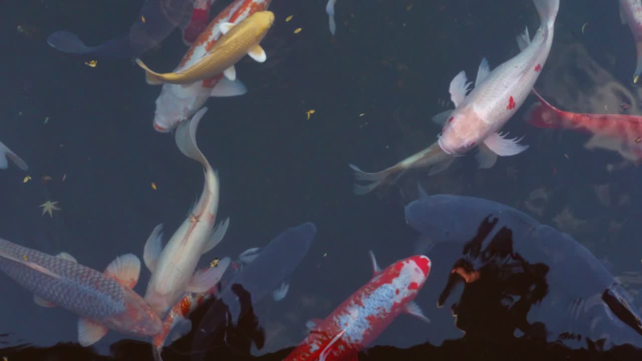 peces koi coloridos en un estanque de jardín en tokio, japón