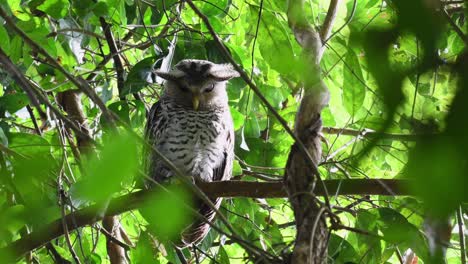 spot-bellied eagle-owl, bubo nipalensis, juvenile