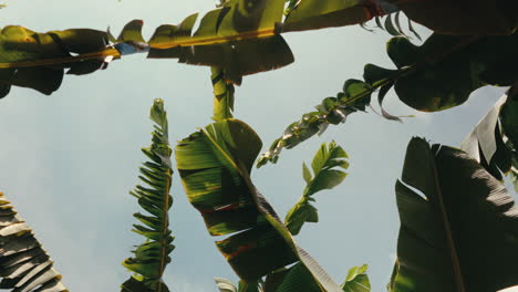 banana leaves against a sky