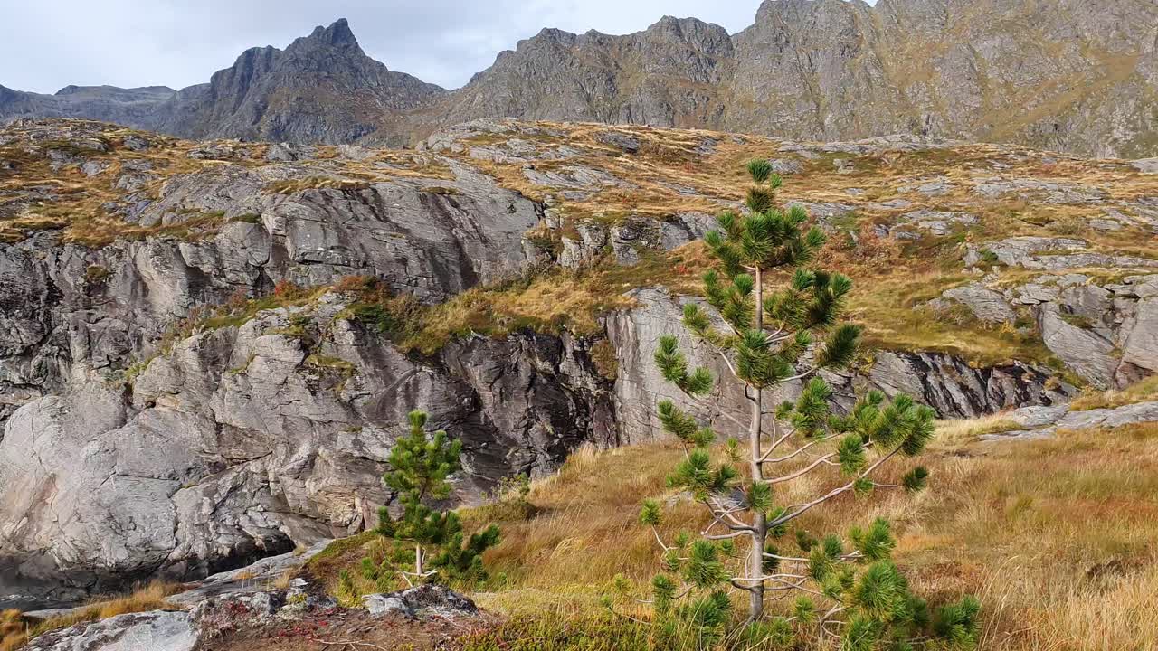 pino de otoño frente a montañas escarpadas en el norte de noruega