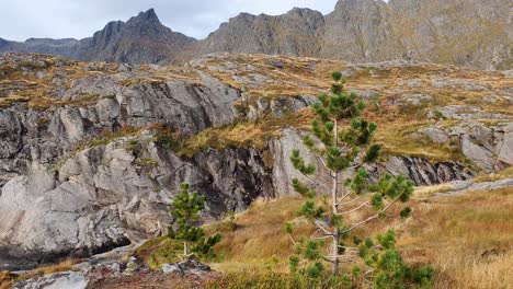 Herbstkiefer-Vor-Schroffen-Bergen-In-Nordnorwegen