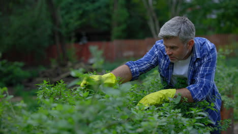 el hombre de la jardinería