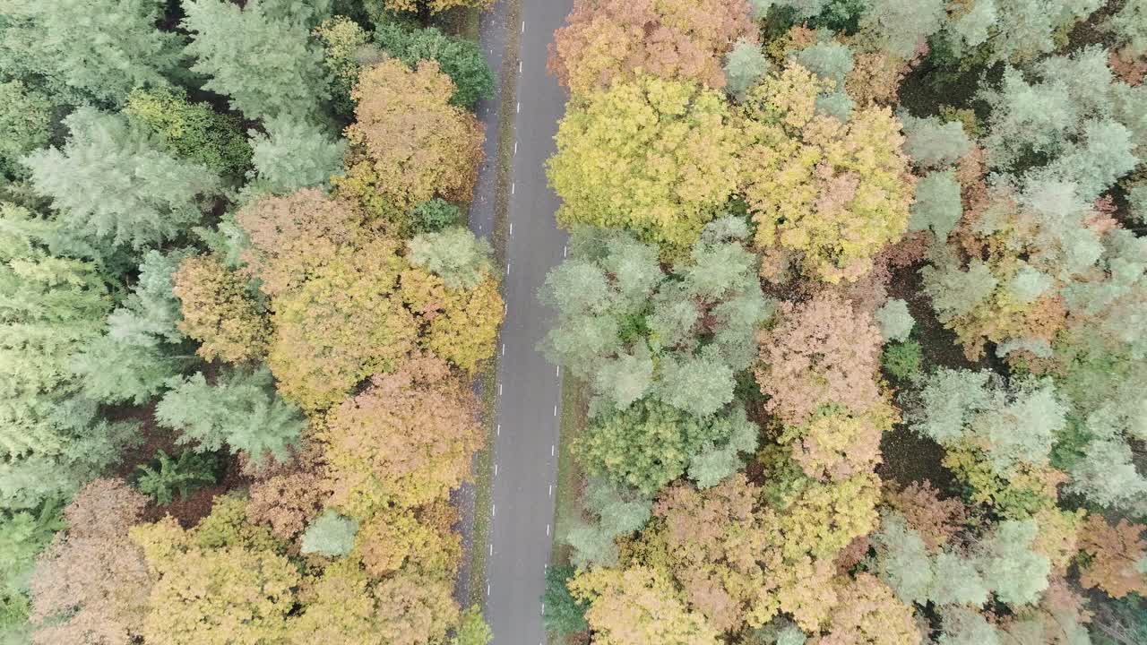 cerrar la toma de un dron de una carretera en medio de un bosque comienza la temporada de otoño