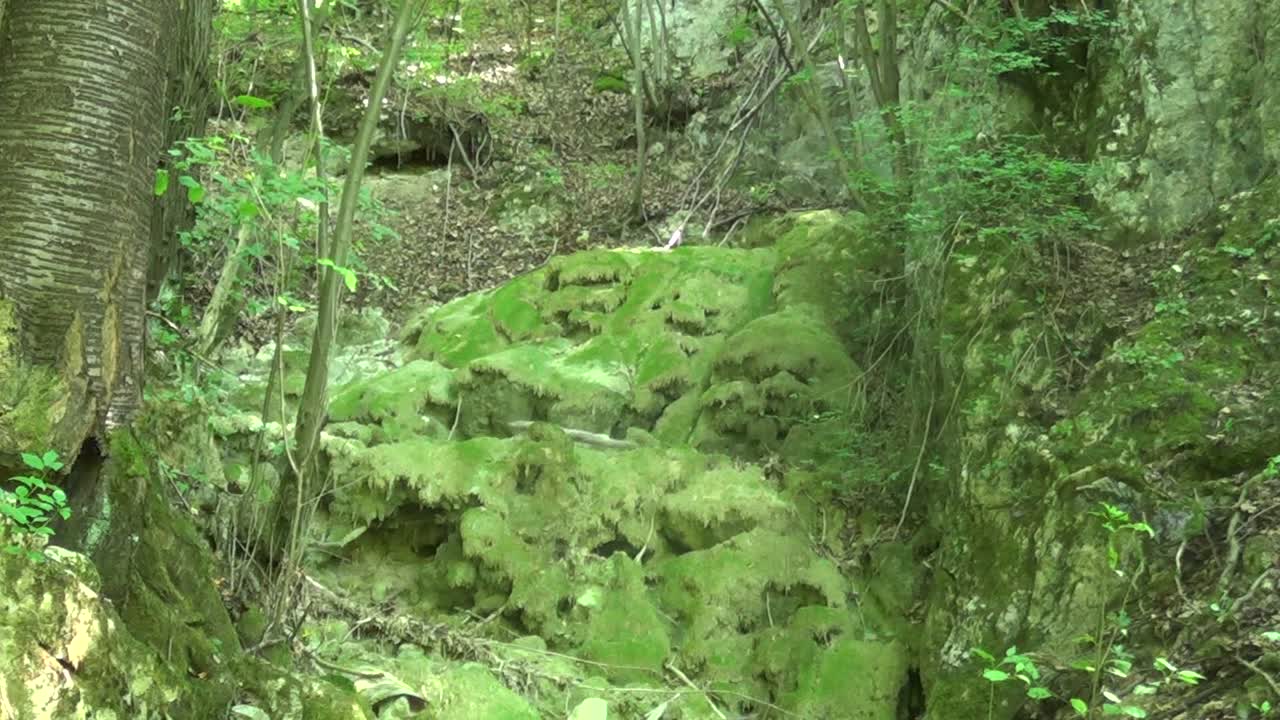 Rocce con erba in montagna