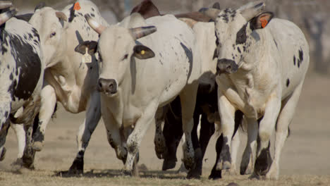 Stampede-of-bulls-running-towards-the-camera-on-rural-Texas-farmland-in-the-country