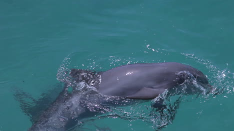 Delfines-03