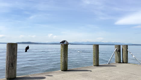 Paar-Tauben-Balzen-Und-Spielen-Mit-Den-Schnäbeln-Auf-Dem-Pier