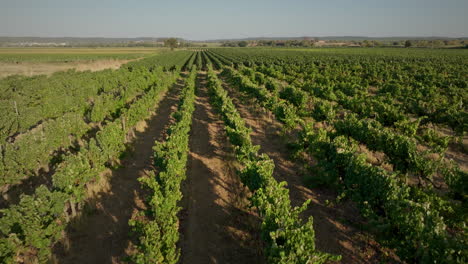 Vineyards-at-sunset-medium-aerial-shot