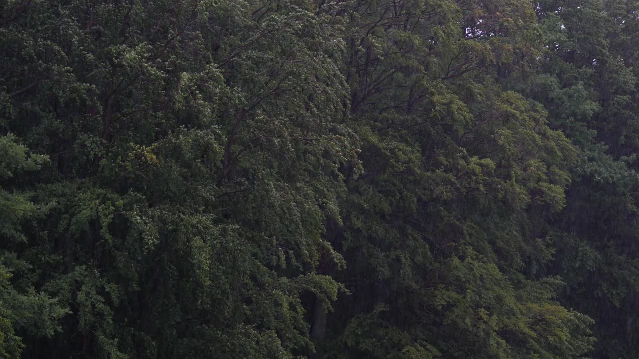 movimiento lento de fuertes lluvias y árboles balanceándose