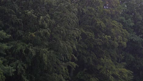 Cámara-Lenta-De-Fuertes-Lluvias-Y-árboles-Balanceándose.