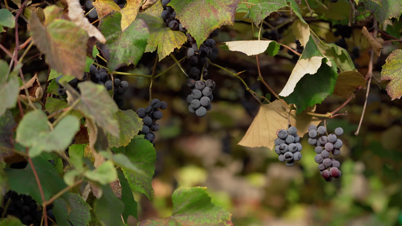 Grapes on vine branches. Fresh organic fruit hanging in a vineyard. Purple grapes berries and leaves background in sunny day.