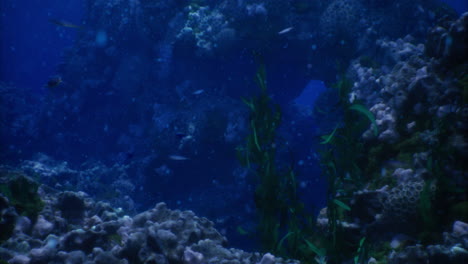 underwater coral reef vibrant with marine life and lush vegetation