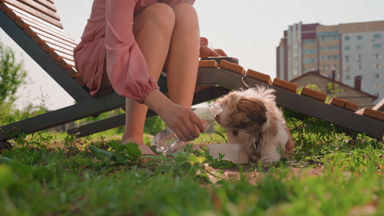 Dog Gets Treat, Caretaker Gives Snack To Young Dog, Person Offers Reward To Playful Puppy On Grassy Area, Caregiver Gently Presents Edible Item To Lively Puppy During Outdoor Playtime