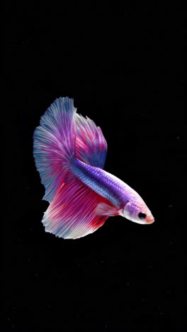 vibrant betta fish with flowing fins against a black background