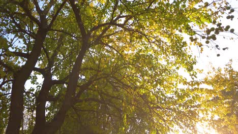 crowns of trees with green and yellow leaves and maclura pomifera - osage orange. sunlight between trees. tilt down. autumn in park around the nature.