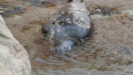 foca senza orecchie che nuota