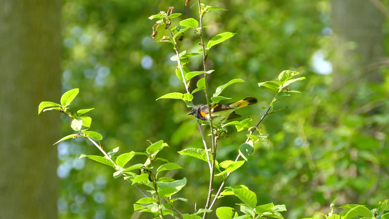 아메리칸 레드스타트 (american redstart) 는 에 앉아 있던 가지에서 뛰어내리기 전에 격렬하게 주위를 둘러보았다.