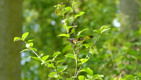 americano redstart mirando frenéticamente a su alrededor antes de saltar de la rama en la que estaba sentado