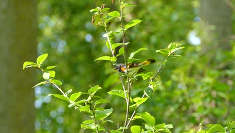 american redstart frantically looking around before jumping off the branch it was sitting on