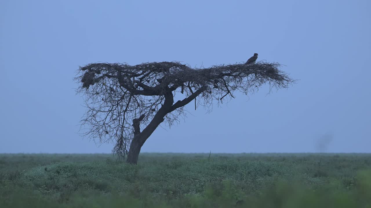 Eagle in and Misty Blue Tree in Africa, African Acacia Tree Landscape in Serengeti National Park in Tanzania, Mist and Trees in Moody Dark Mysterious Scenery with a Bird of Prey