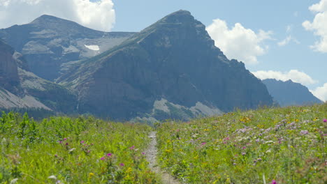 a beautiful meadow in the montana mountains with bad marriage mountain in the background, on a sunny afternoon