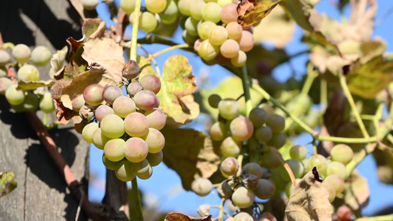White grapes on a vineyard in Moldova