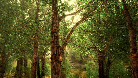 misty morning in the woods