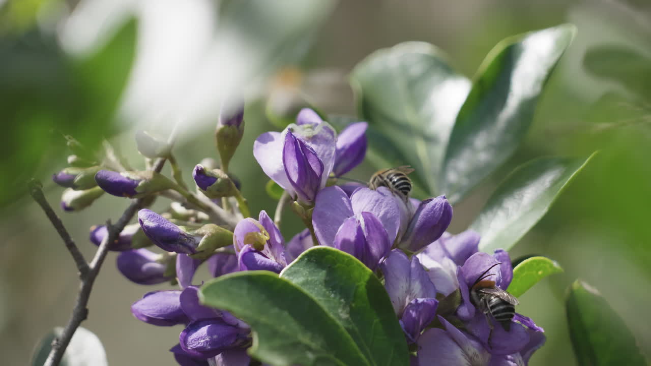 Honey bees collecting pollen from a purple flower in slow motion
