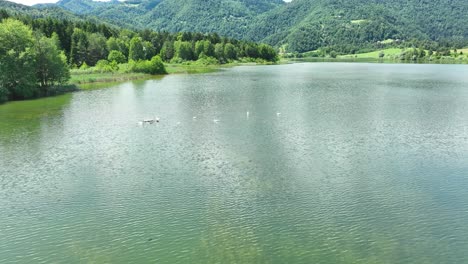 aerial drone above swans swimming at summer lake below green hills in slovenia, žovnek landscape, peaceful travel destination