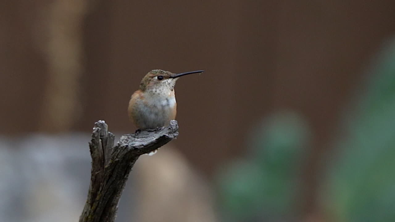 colibrí posado en la rama de un árbol y sacando su lengua