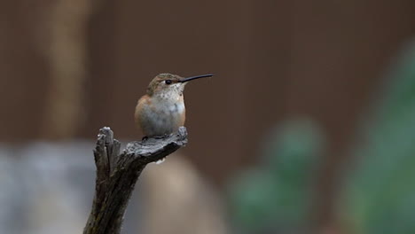 colibrí posado en la rama de un árbol y sacando su lengua