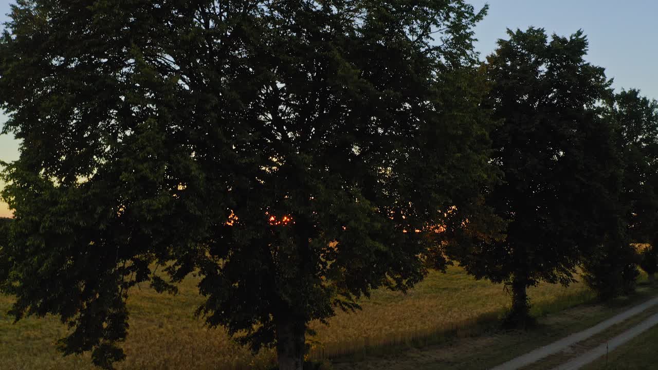 드론이 큰 노란색 옥수수 에 자유로운 전망으로 상승할 때까지 일부 태양 별을 형성하는 초록색 나무를 통해 는 태양의 시야와 함께 공중 일몰