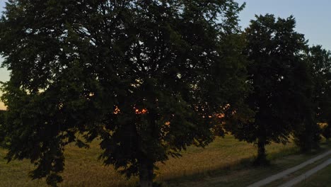 aerial sunset shot with the view at the sun walking through a green tree, forming some sun stars until the drone is rising up with a free overview to a big yellow cornfield