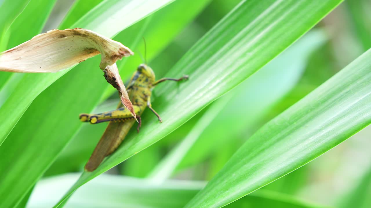 자연 에서 활기찬 초록색 잎자루 에 앉아 있는 도마 의 근접 사진