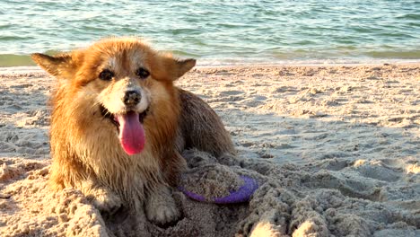 happy welsh corgi fluffy dog pet playing on sandy beach