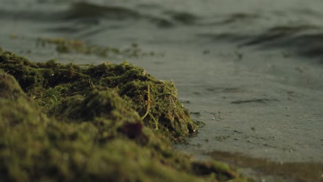 close view of waves hitting a bunch of green algae on the beach