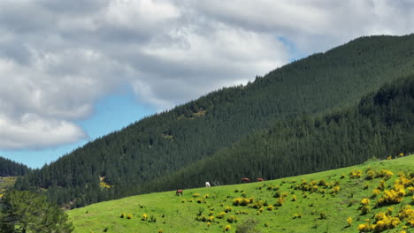 drone shot filming multiple horses grazing on a large hill with stunning view in the motueka valley, new zealand