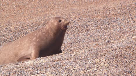 Weibliche-See-Elefantenmutter-Galoppiert-Den-Strand-Hinauf,-Um-Ihr-Kalb-Zu-Treffen,-Das-Dort-Allein-Liegt,-Ein-Ausdruck-Mütterlicher-Instinkte