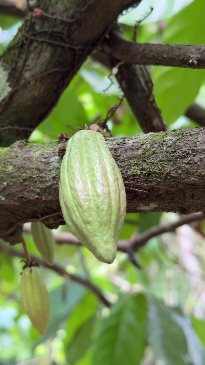 Green Cacao Pod Growing on a Tree Branch