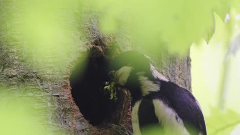 Weiblicher-Buntspecht-Füttert-Küken-Mit-Raupeninsektenlarven-Auf-Dem-Nest