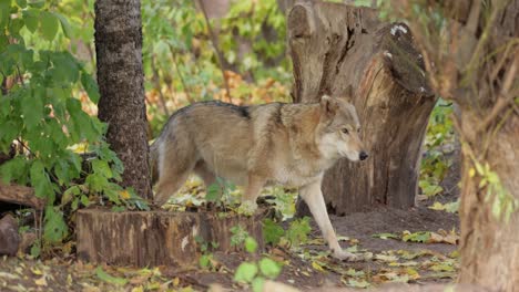 wolf (canis lupus), also known as the gray wolf is the largest extant member of the family canidae. wolves are the largest wild member of the dog family.