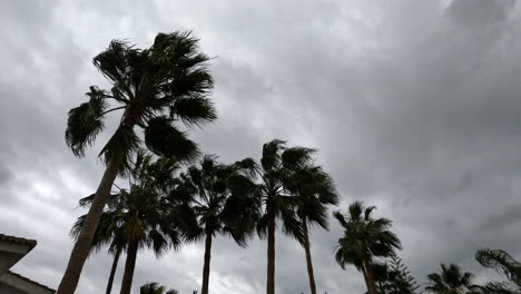 Viento-Fuerte-Y-Palmeras-En-Un-Día-Nublado-En-Marbella,-España