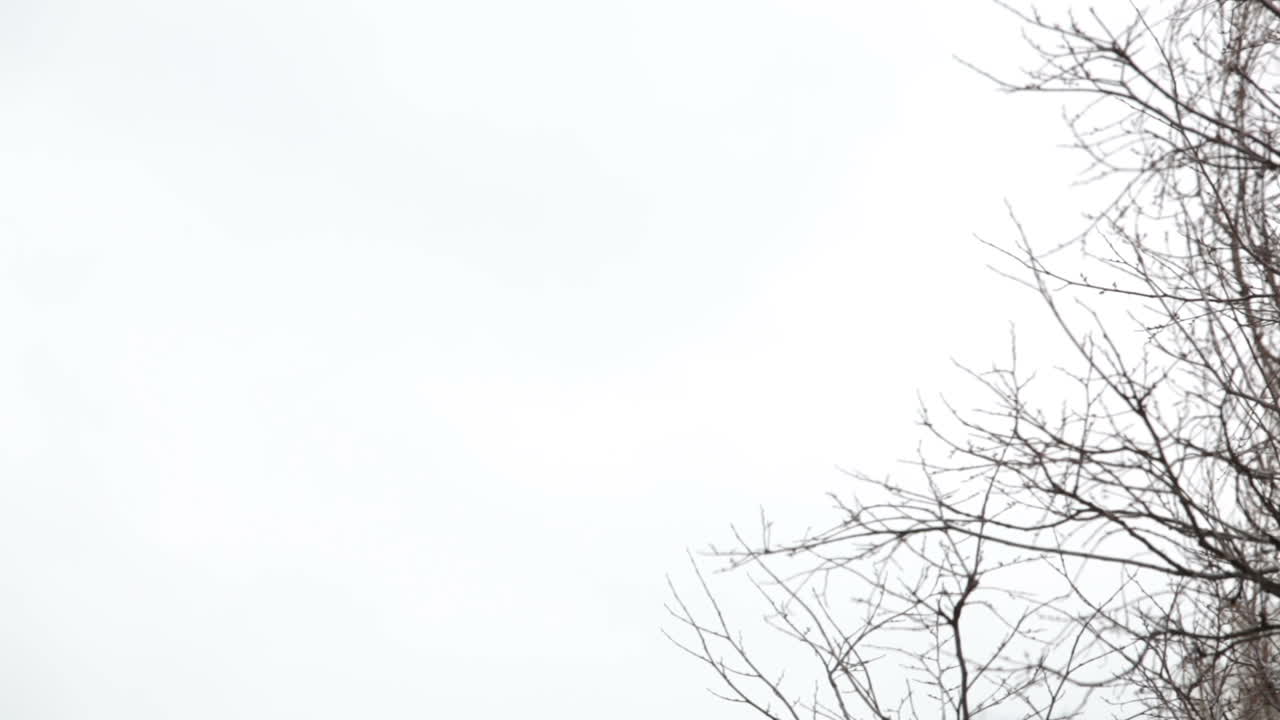 Tree branches on the background of white sky