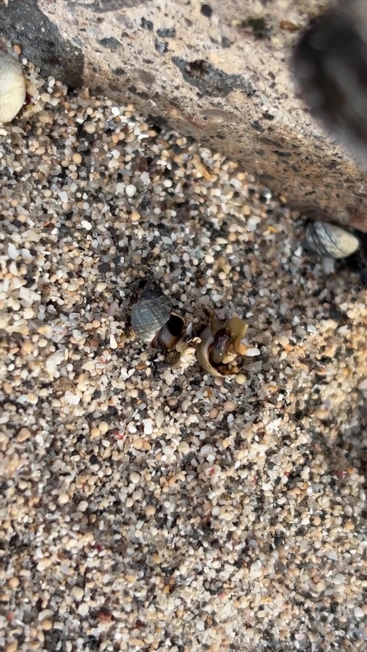 Piccolo paguro che si muove su una spiaggia sabbiosa