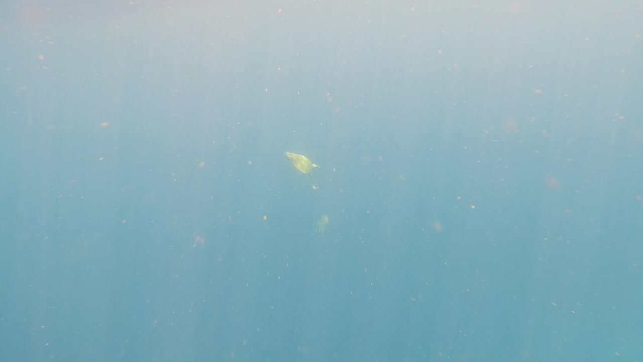 바다 거북이 수중